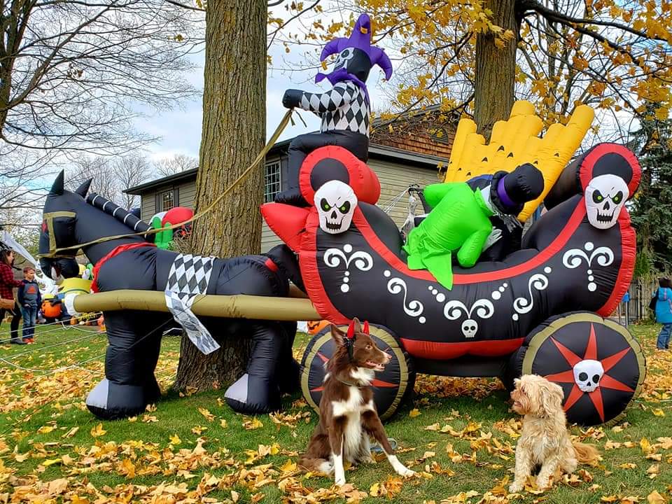 AgilitywAmanda's tweet photo. Some fun Halloween memories with Winnie and Joey the Muppet checking out neighbourhood decorations ๐๐ป๐งโโ๏ธ
#halloweendogs #dogphotos #dogswithhalloweendecorations #funwithdogs https://t.co/nd8IuhXIzu
