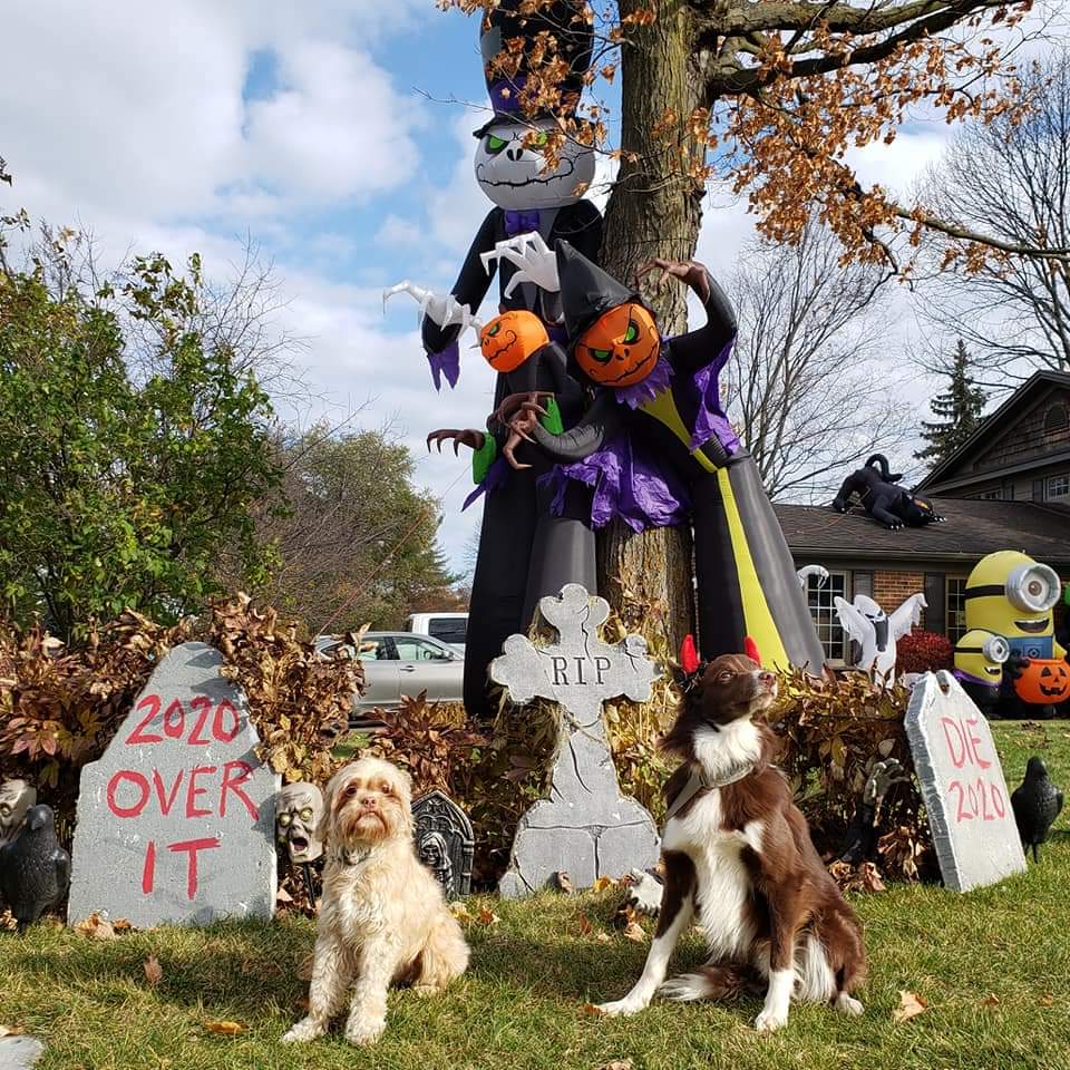 AgilitywAmanda's tweet photo. Some fun Halloween memories with Winnie and Joey the Muppet checking out neighbourhood decorations ๐๐ป๐งโโ๏ธ
#halloweendogs #dogphotos #dogswithhalloweendecorations #funwithdogs https://t.co/nd8IuhXIzu