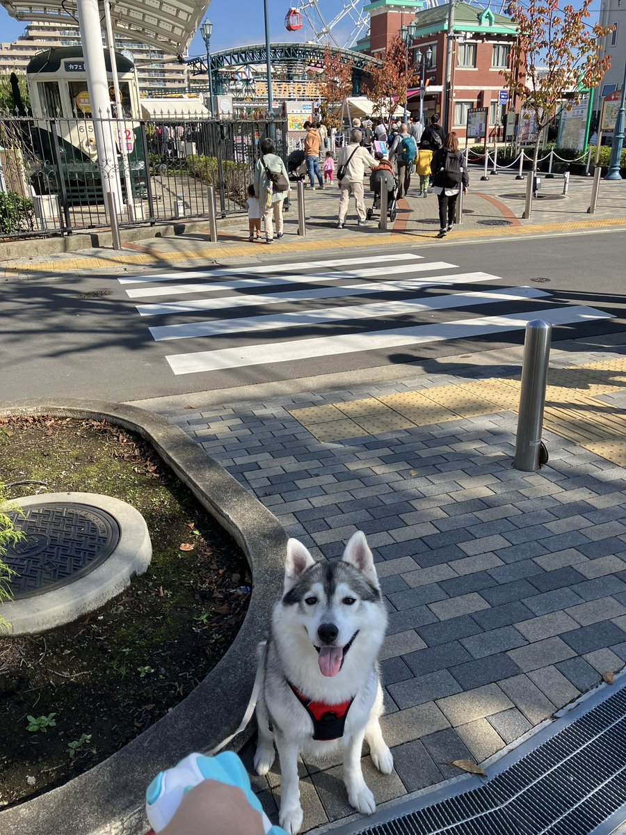 RayT87737327's tweet photo. 晴天の中朝んぽ☀️気持ちよくて幸せそう😆 https://t.co/VBNkSPf4Qw
