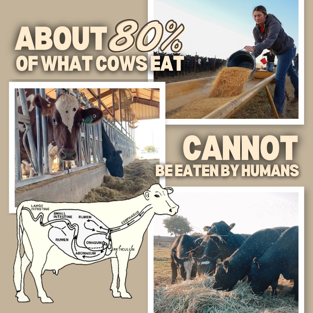 AlexisMain398's tweet photo. 8️⃣0️⃣% of what cattle eat is inedible to humans BUT due to their unique digestive tract, they not only eat and digest it but upcycle it into a high quality protein for human consumption!🥛🥩 

#CAO24 https://t.co/Vg2TsbcOdb