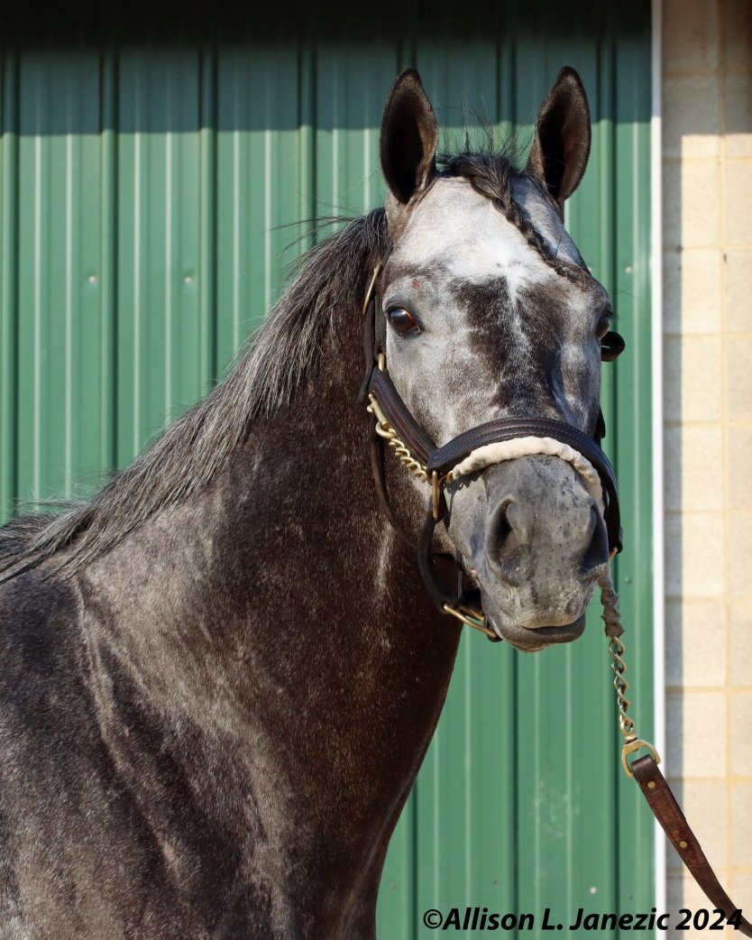 Prairie_Bayou's tweet photo. Congratulations to @BTRracingstable and @SheldonRussell1 for finishing a fast closing second in the Breeder's Cup Dirt Mile with Post Time!!! #thoroughbred #horseracing #horse #racing #BreedersCup #posttime https://t.co/SV39h4fPlU