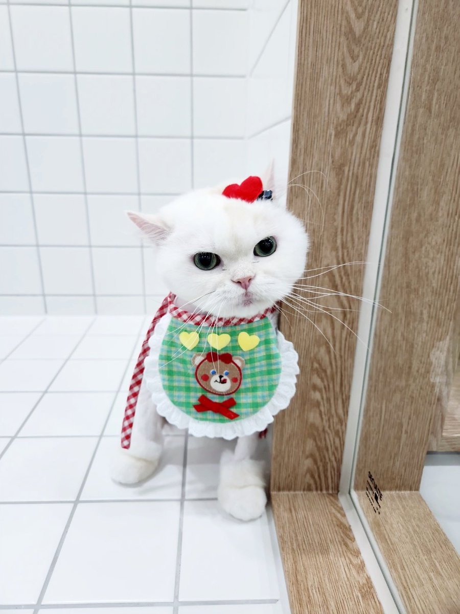 어제 치치 미용해줌!
털이 너무 날려서 도저히 않됨
내침대에로 밤에 몰래와서 같이 자기때문에 미용해줌!
귀여운 지지배ㅋ