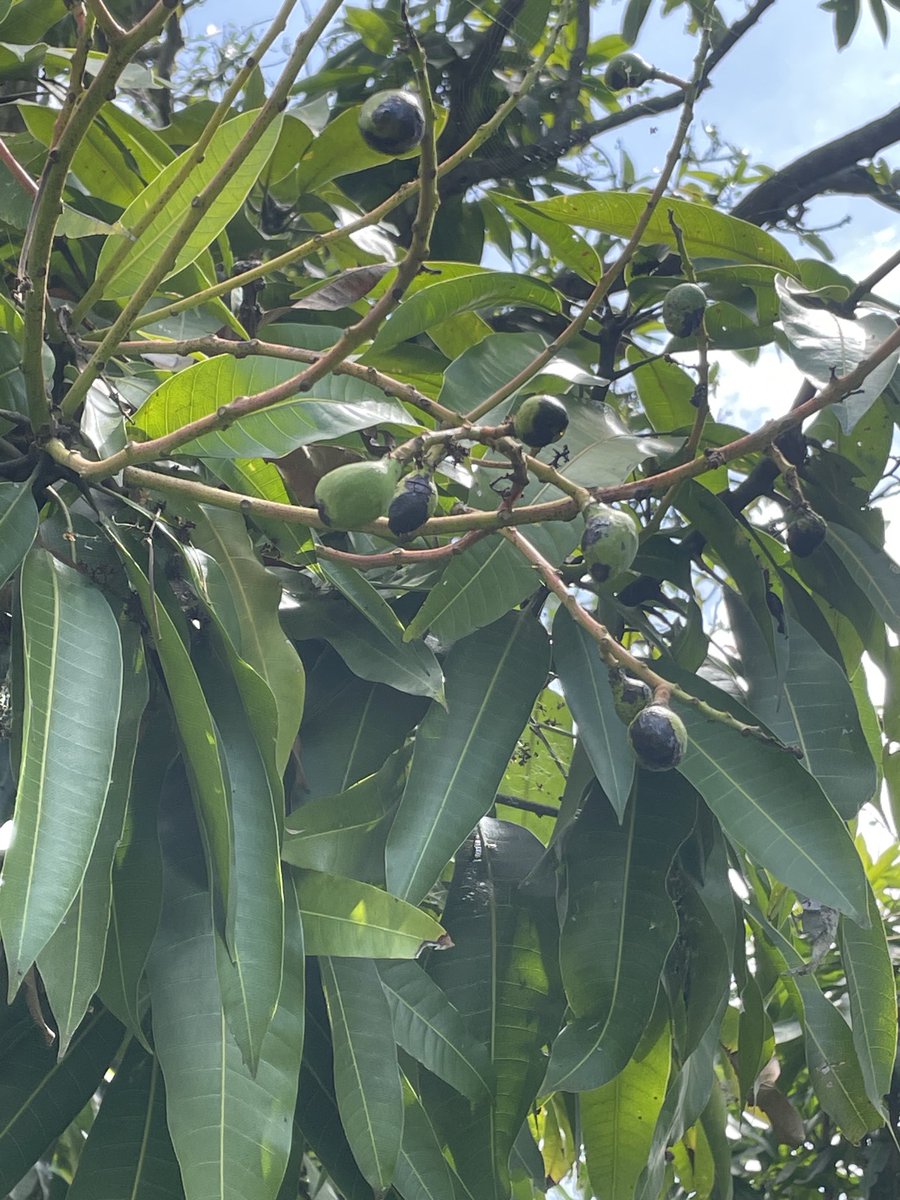 WhyteDougal's tweet photo. Big crop of mangoes coming. I thought my tree was past fruiting as haven’t had a crop for about 8 years but conditions must be right https://t.co/0cDATCj5Z9