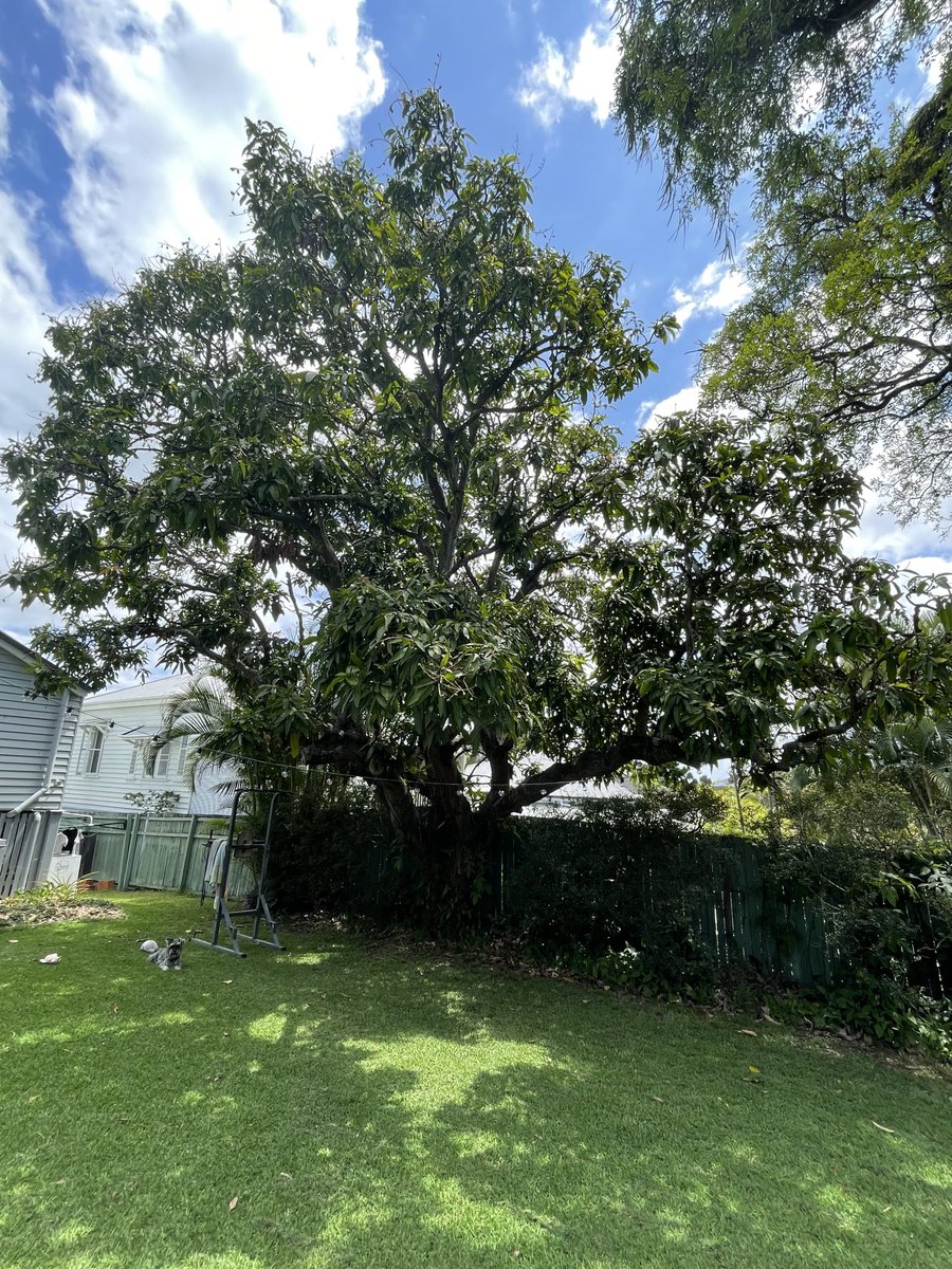 WhyteDougal's tweet photo. Big crop of mangoes coming. I thought my tree was past fruiting as haven’t had a crop for about 8 years but conditions must be right https://t.co/0cDATCj5Z9