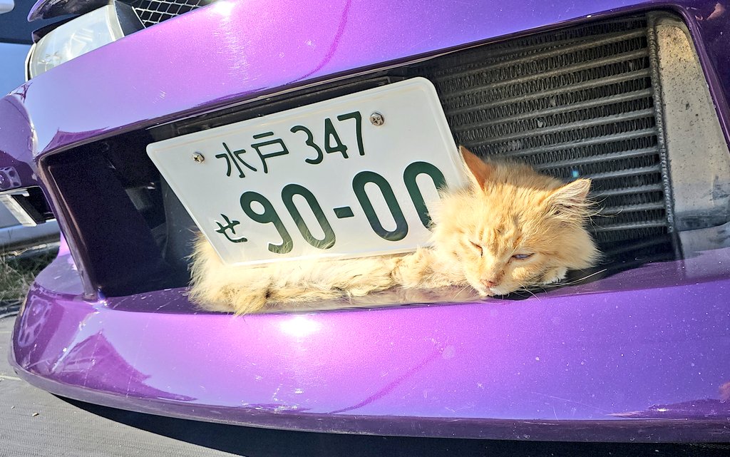 ojizo_keroppi's tweet photo. なんちゅーとこで寝てるんや https://t.co/fFX8WG2Zf3