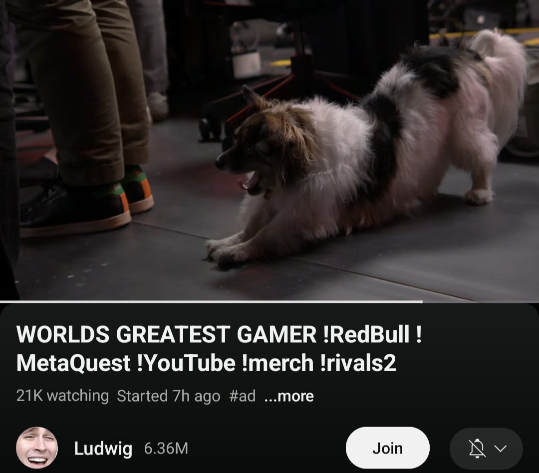 MsDevDev's tweet photo. @itshafu  beautiful (and a little sleepy) Jubbs having her moment in the spotlight 🧡🧡 https://t.co/yfxoOr3N1v