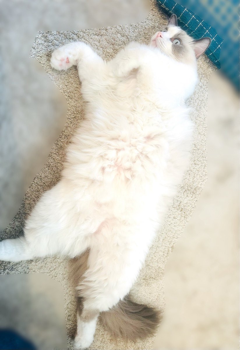 ⭐︎焼きサバさん専用⭐︎エンジェルトーク 送料込み】 ゴロっと荒ほぐし サバ 150g 真空パック メール便 手ほぐし