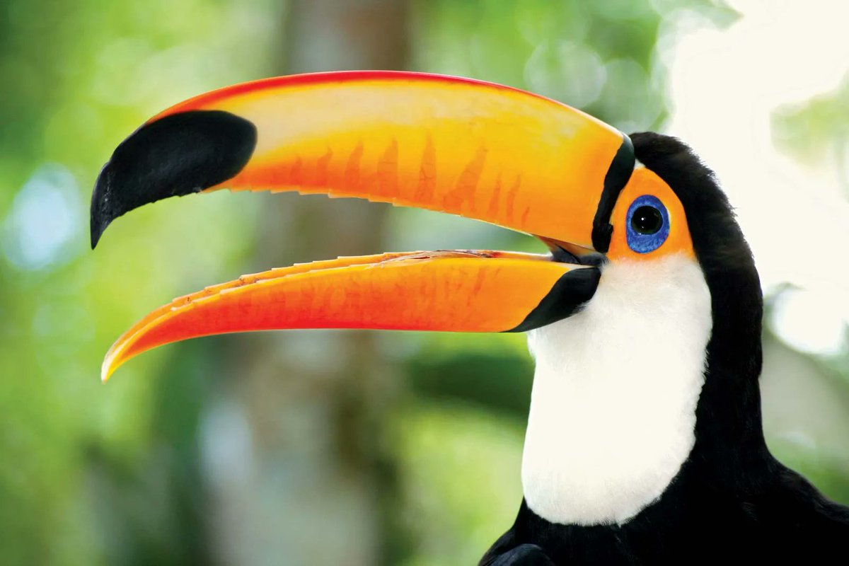 🔞Big Beaks🔞 tweet media