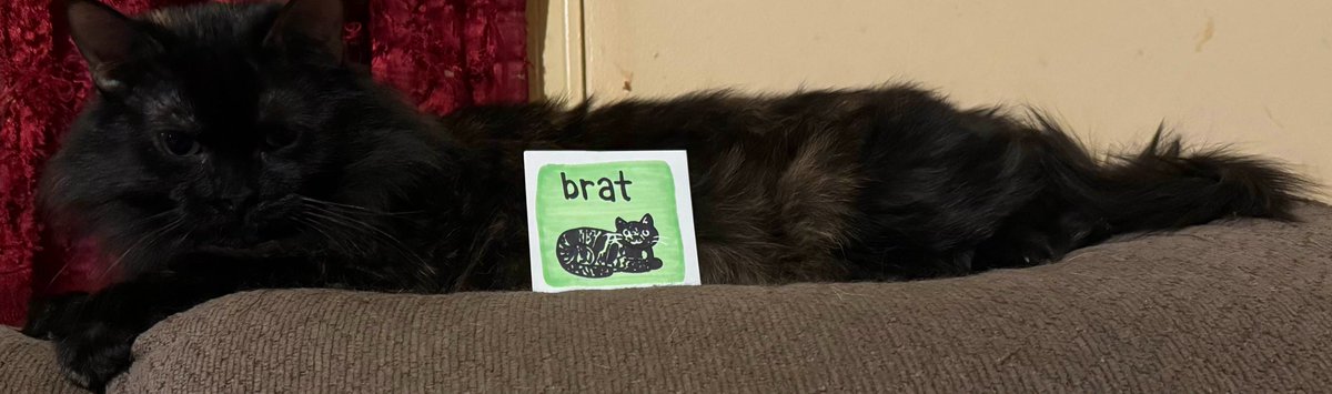 <a href="/Baylee_Jae/">🌿🌷🌻Baylee Jae🌻🌷🌿</a>, here is the picture of Miss Spicy aka Brat. 

She was not very impressed about being woken up from her nap for a picture. 😂😂