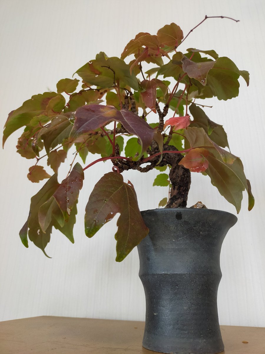 hellobonsai217's tweet photo. ツタも色付きました。 https://t.co/B7i6OBHbSB