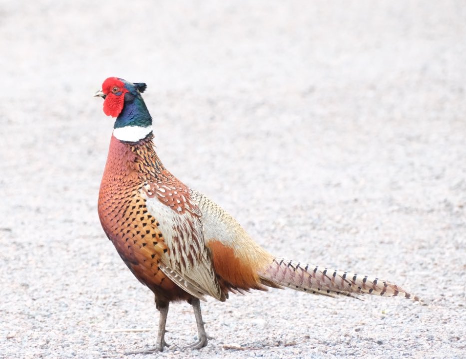 sportingbirder's tweet photo. https://t.co/MCPHOhdWsX