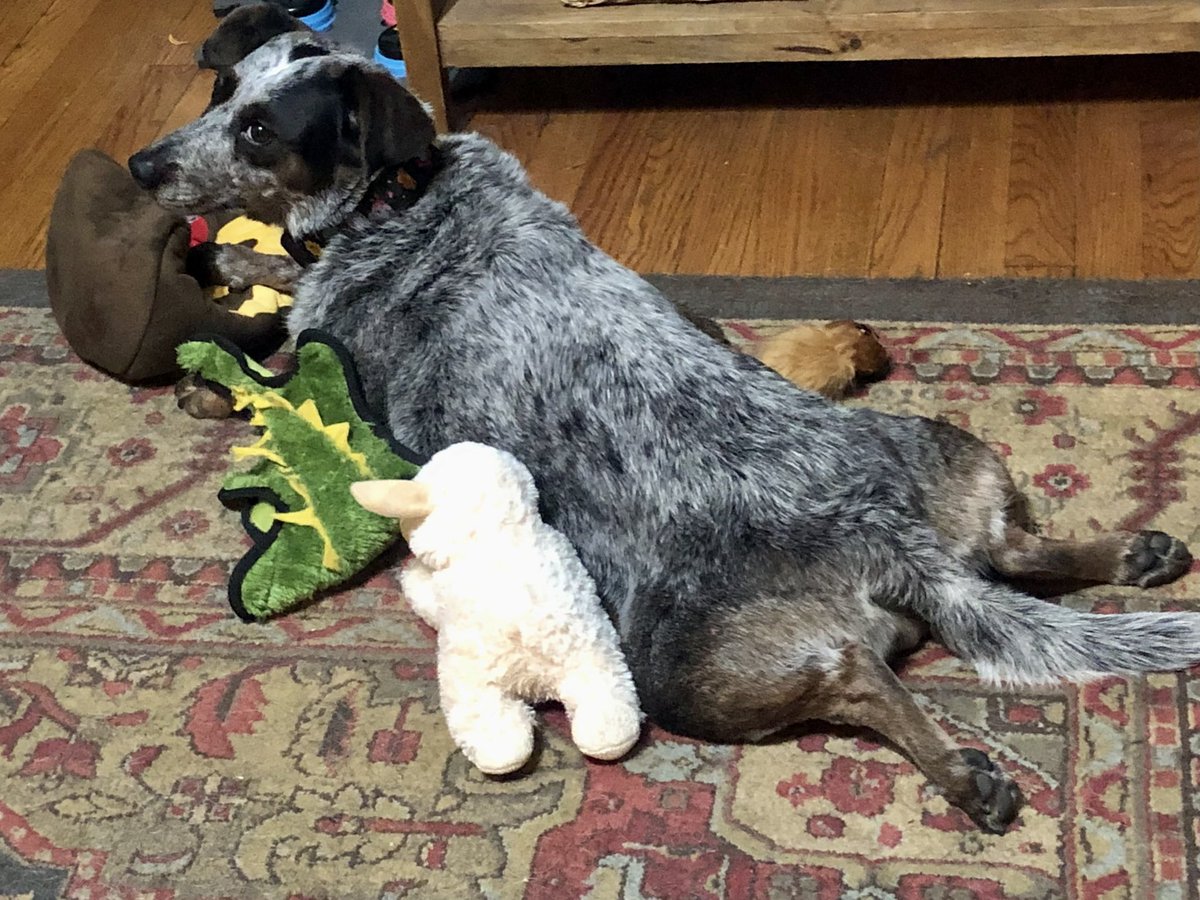 CityMouseGarden's tweet photo. This is literally a tweet written about Mr. CMG, whose first love is #WeAreAllZoey and cheese and I are tied for second. 🤣❤️🧀🤣 #GardenDogs https://t.co/4LCCmD4NQ2