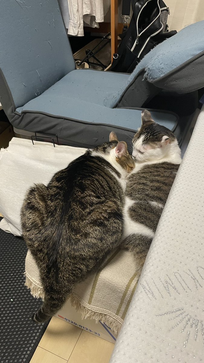 Mimura_Ranmaru's tweet photo. 寒くなってきたのかな？くっついてるの可愛い♪
#猫 #猫のいる生活 #猫好きさんと繋がりたい #猫がいる幸せ https://t.co/V0n8lvMjbV
