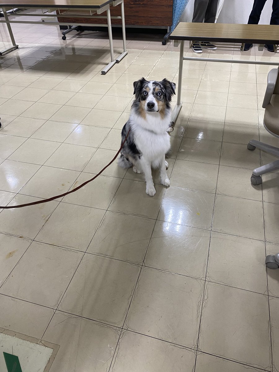 siokara1204's tweet photo. まあ動物行動学会だから犬さんぽさせてる人もいるよな https://t.co/bsCM8waDM1