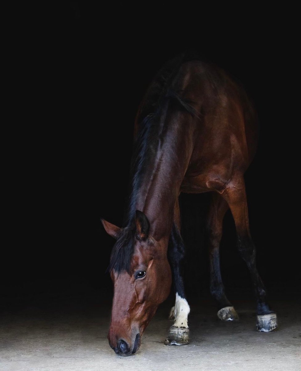 Gerardo_Privatt's tweet photo. Vale mas un buen amor  que mil costales de oro! 🐴♥️ https://t.co/DE3p3jcG7G