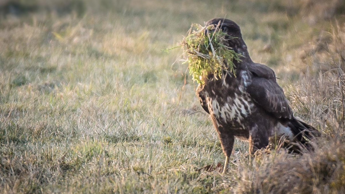 E_van_den_Ham's tweet photo. @loosemum @kirola_hemant Good one too Sharon😍
I got a Common buzzard (#Buteo buteo)
that really didn't like his face on X. https://t.co/59CpSZkPPP