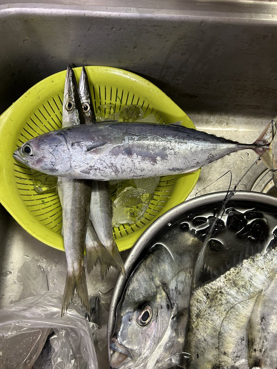 aicando's tweet image. マルちゃん🐟

木更津海浜公園ではオーガニックフェスタがあるとのシラセ。こうしてまどう。