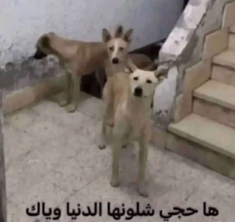 هاني tweet media