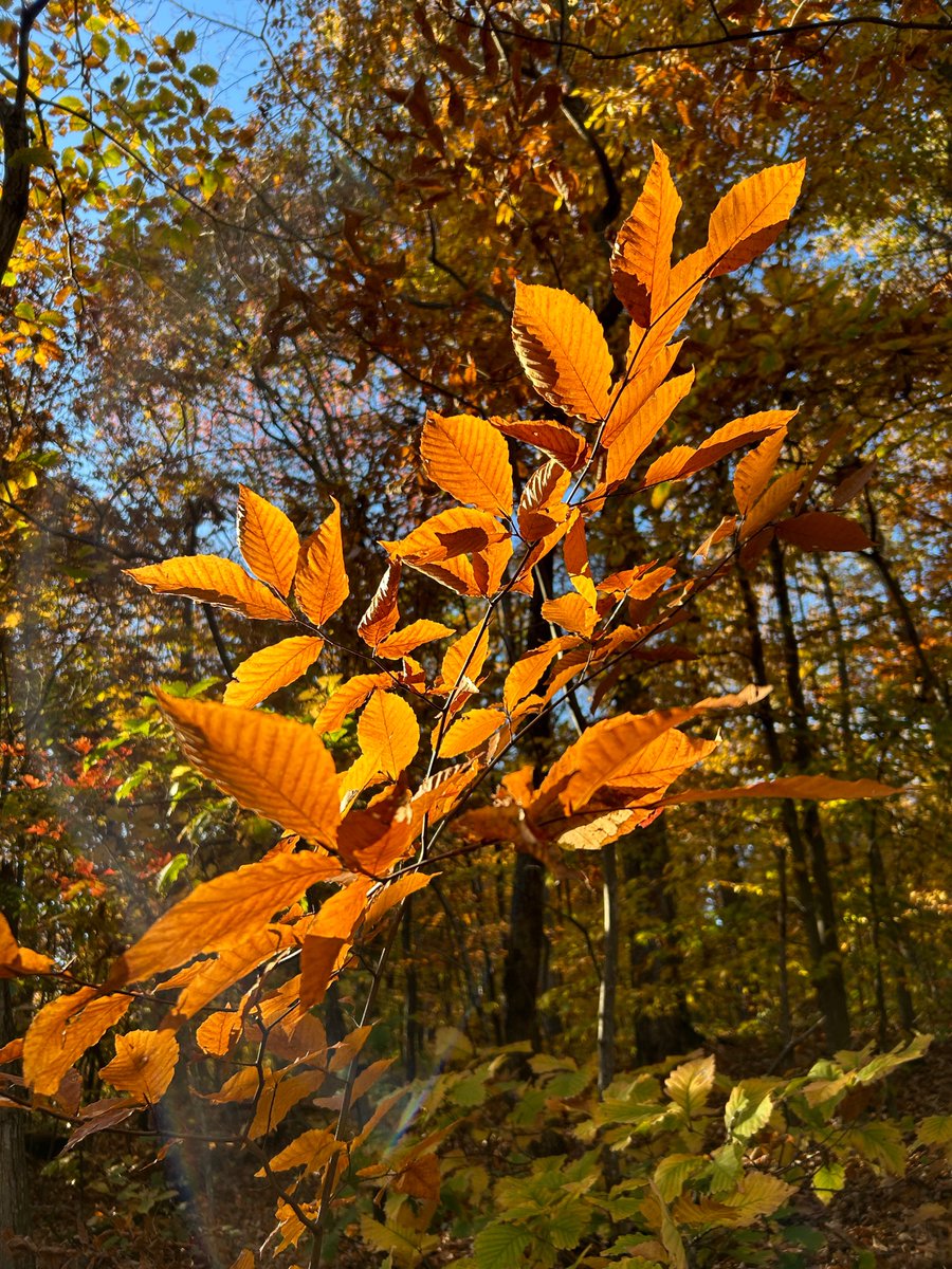 _goldengrams's tweet photo. I liked how the sun was hitting these leaves. https://t.co/3PUglBsJpX