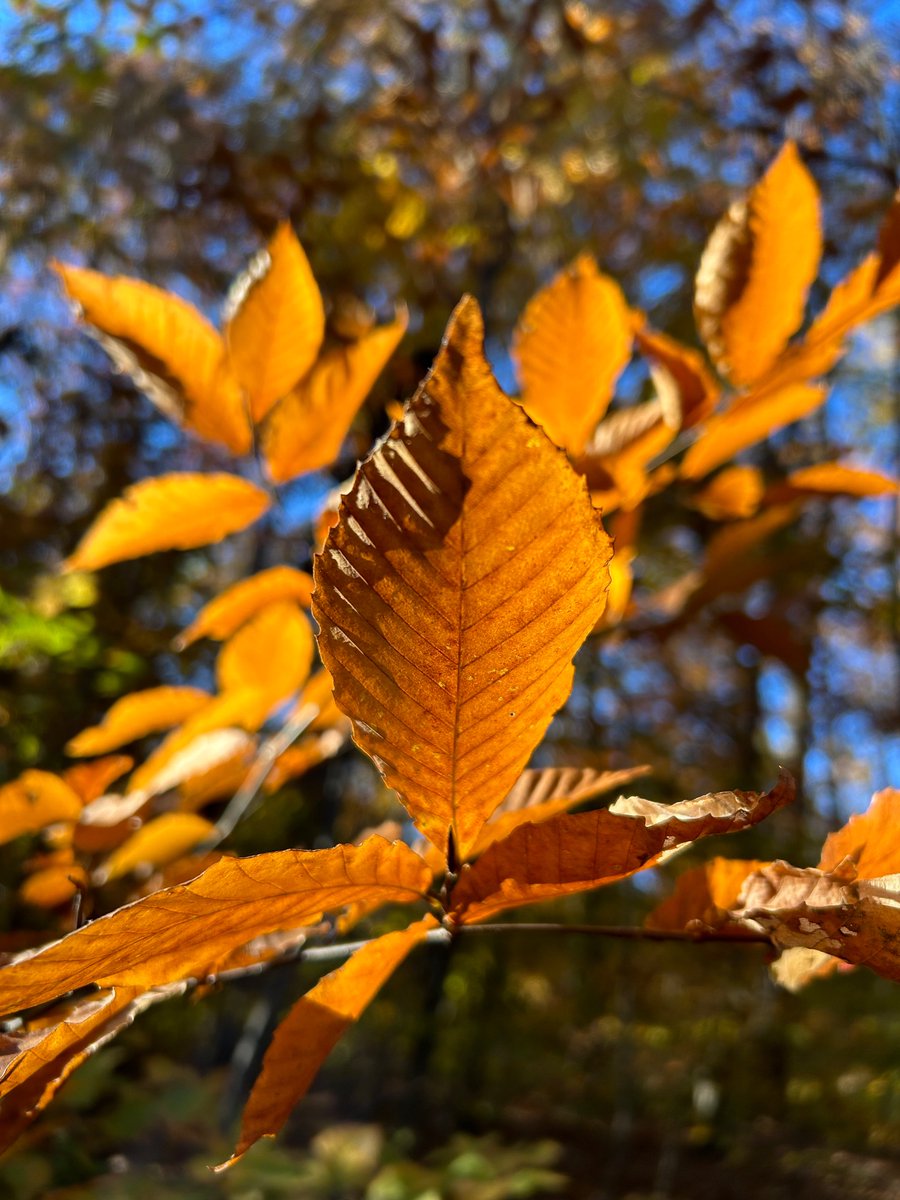 _goldengrams's tweet photo. I liked how the sun was hitting these leaves. https://t.co/3PUglBsJpX
