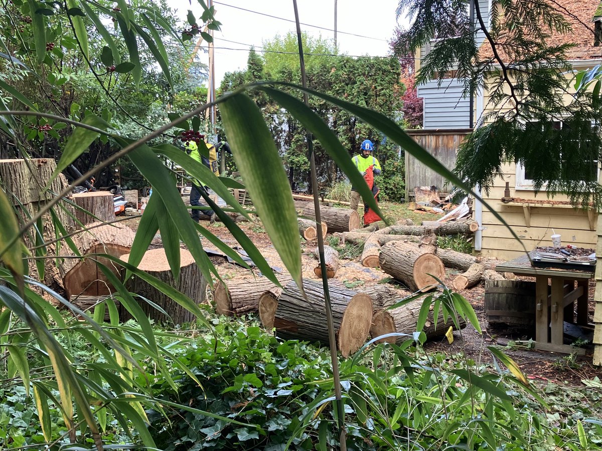 CJaneKnit_1's tweet photo. @MayorofSeattle You are out of touch! Today near Wedgwood Elementary. The tree ordinance is a disgrace. Fix it now! https://t.co/LQ5P5XLb0b