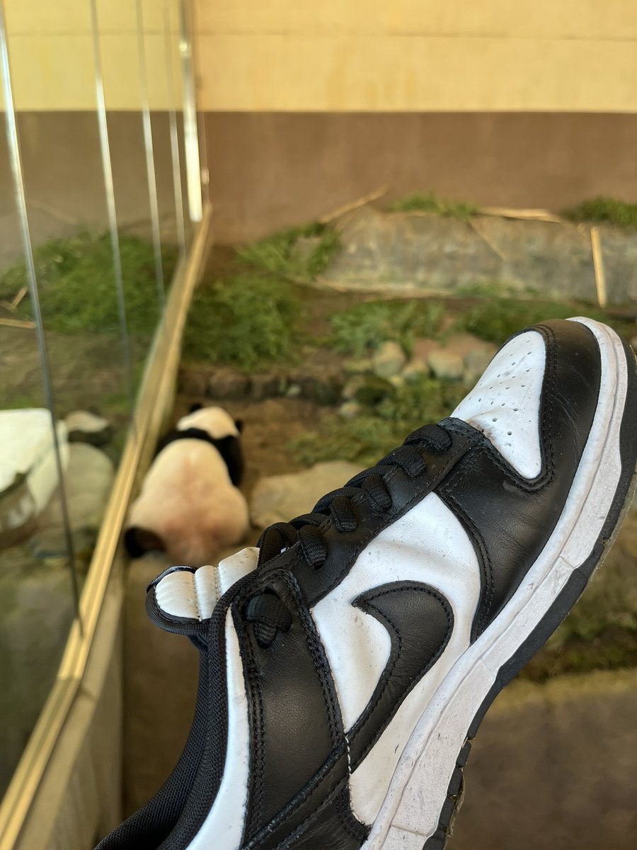 tonkatuduki's tweet photo. 今日スニ👟
Nike Dunk Low Retro "White/Black"
家族でアドベンチャーワールド🐼

悩み中😫
Nike SB Dunk Low Pro "Light Carbon and Monarch"

悩み中😩
Nike Air Jordan 1 Retro Low OG "Howard/Gym Red and Midnight Navy" https://t.co/jhACWYRERE