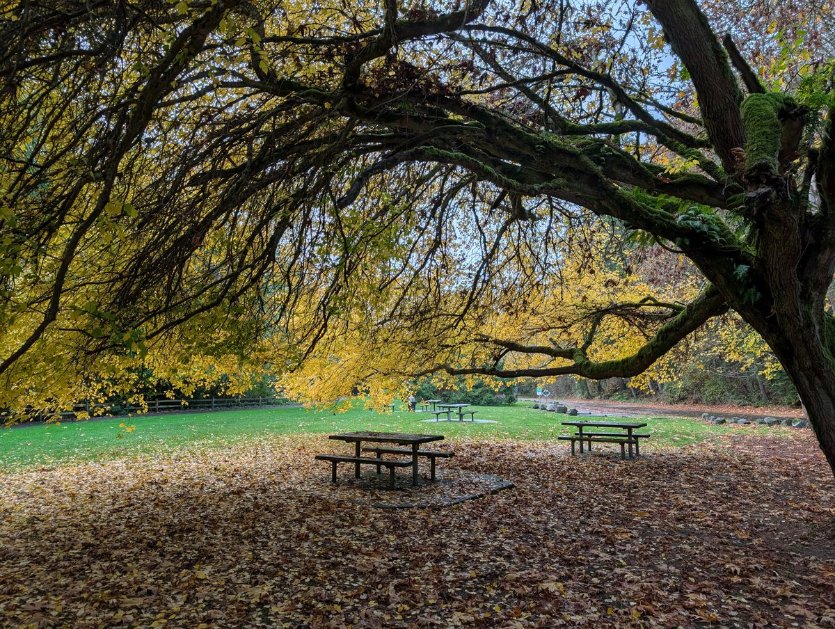 dmtrumm's tweet photo. @typewriteralley Ditto. Arboretum is popping. Carkeek Park is going off too. With an active salmon run to boot. https://t.co/lAJAYq4MxB