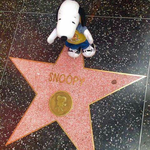 DailySnoopys's tweet image. He&apos;s a star! The whole world knows his name!