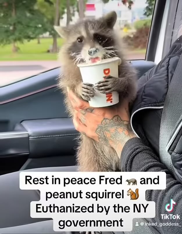 RIP little buddy 😔