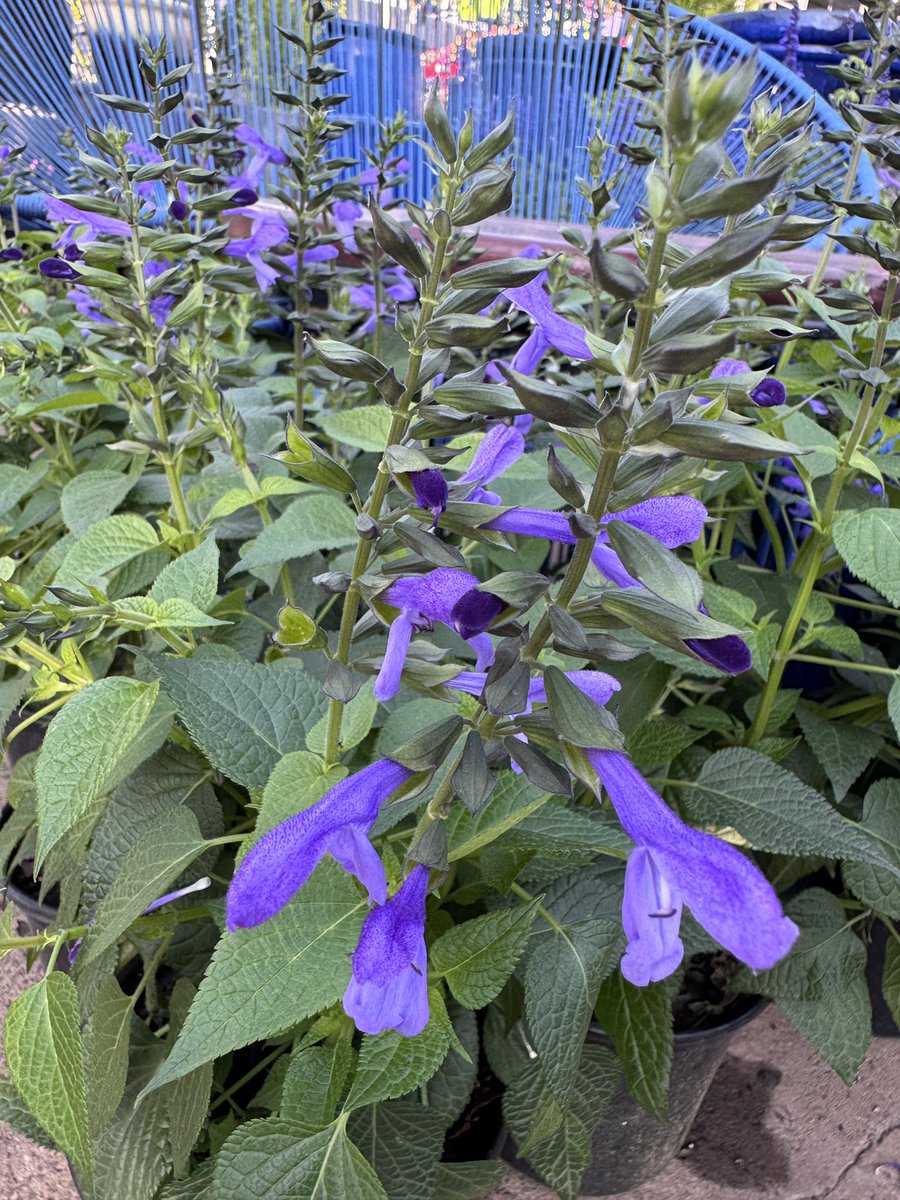 EckardsGarden's tweet photo. New Plant Alert! Salvia Salgoon with its light blue flowers from darker buds is simply gorgeous. Growing to a round half meter with continuous flowering throughout summer in a sunny spot is just what we like as a perennial filler 🌸 #eckardsgarden https://t.co/oh619q7NYZ