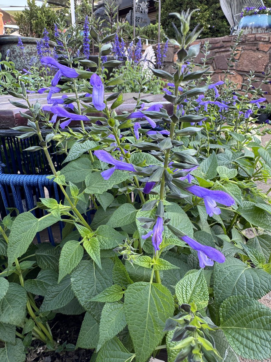 EckardsGarden's tweet photo. New Plant Alert! Salvia Salgoon with its light blue flowers from darker buds is simply gorgeous. Growing to a round half meter with continuous flowering throughout summer in a sunny spot is just what we like as a perennial filler 🌸 #eckardsgarden https://t.co/oh619q7NYZ