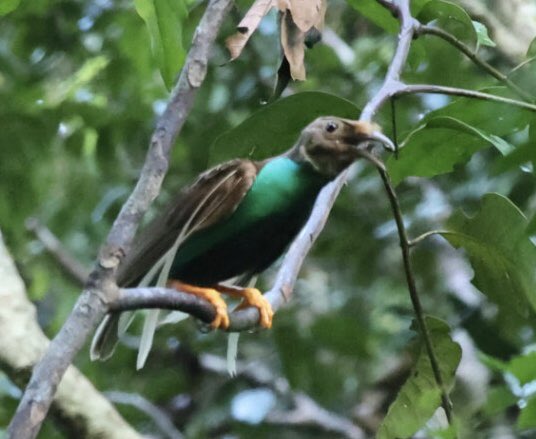 fraser mcconnell tweet media