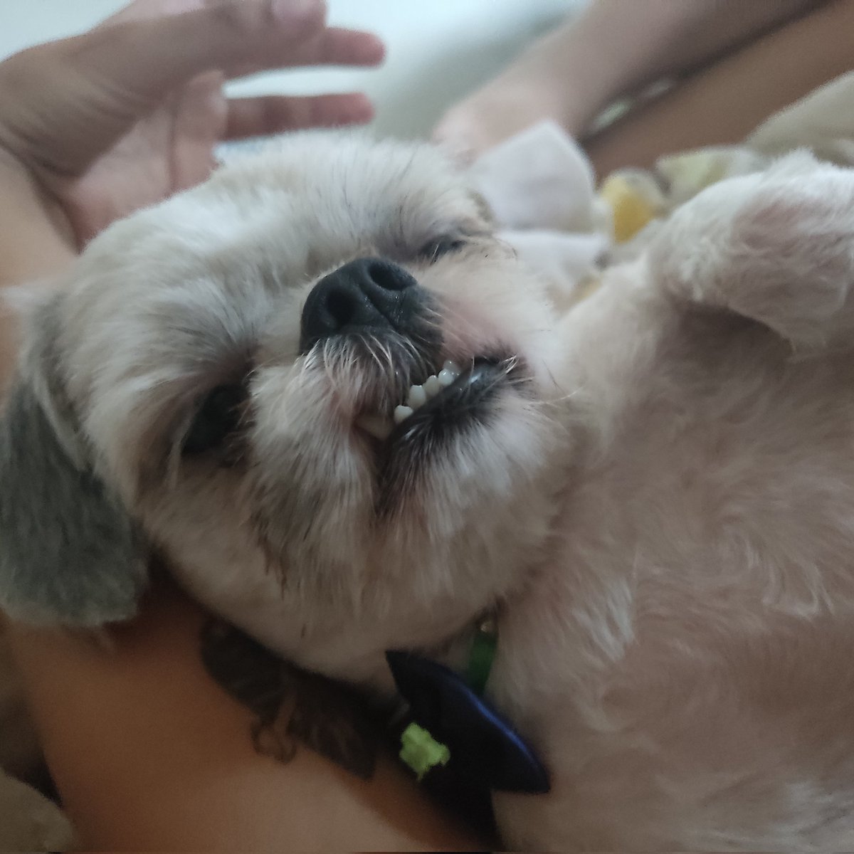 anaquermorrer's tweet photo. sei que vocês não sabem ler (colt e nick) mas eu amo demais vocês dois meus nenenzinhos, por mais bagunceiros que sejam eu sempre vou fazer de tudo por vocês dois meus anjinhos.
vocês salvaram minha vida queridinhos fofinhosss aaaaa!!!!!! https://t.co/AI5Q5nde3z
