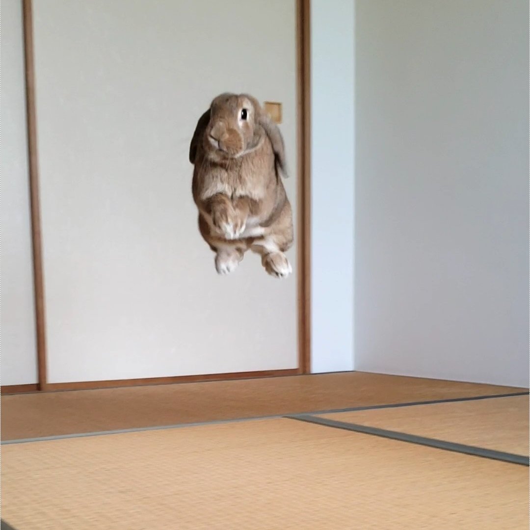 うさぎのはな tweet media