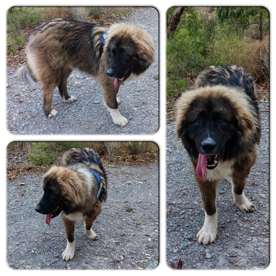 #madrid 
ZEUS magnifico cachorrete #pastorcaucasico de 7 meses 
NECESITA #adopcionresponsable 
Sociable con niños,🐶🐱
Se entrega chipado,vacunado,desparasitado y CON compromiso de castracion 
CONTACTO📩 facenuevavida@gmail.com
#cachorros #adoptanocompres #adopcion #adopta