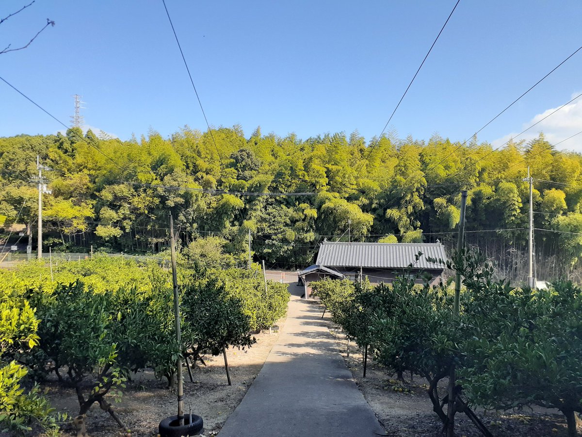 植野農園 (高松市 峰山) (@MikanUeno) / Posts / X