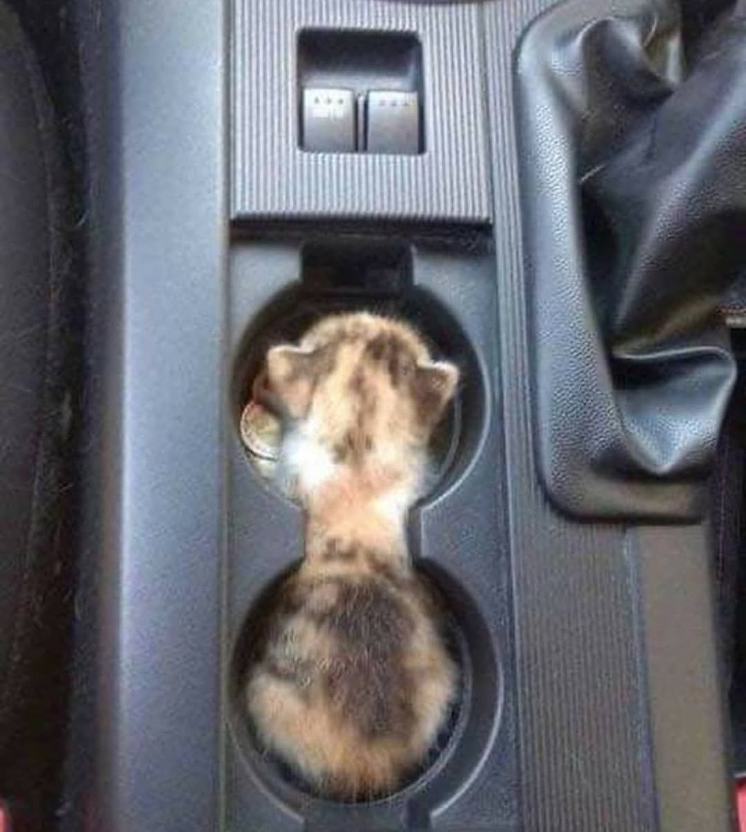 ShouldHaveCat's tweet photo. https://t.co/LmS72nWPTl