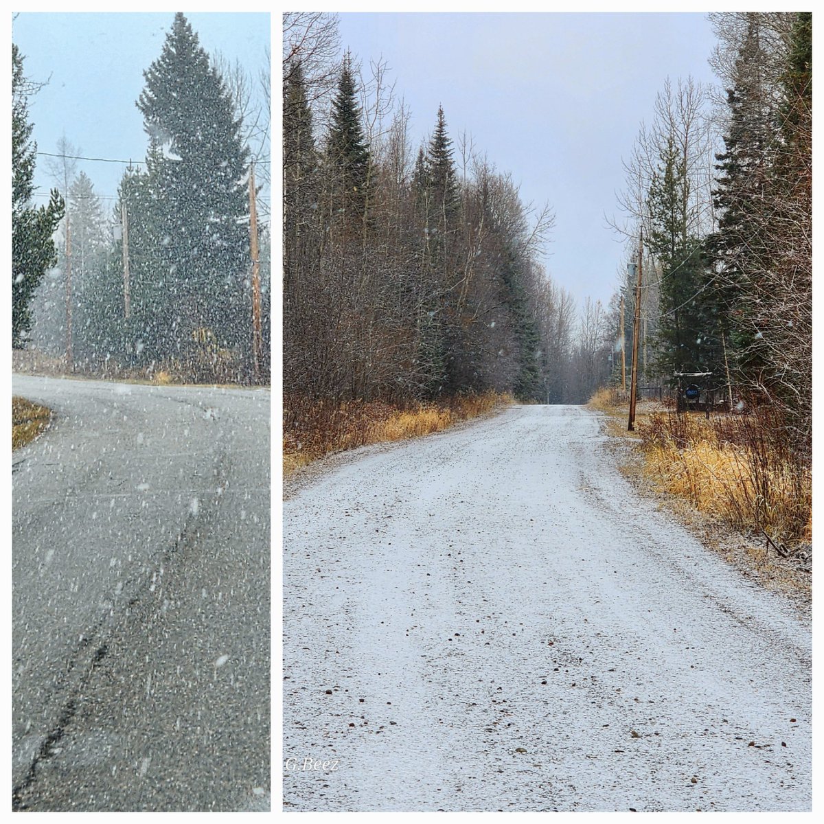 Gillian Beesley tweet media