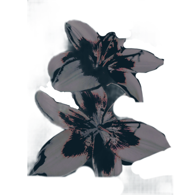 potnspetals's tweet photo. ⠀ ⠀⠀ 
⠀ ⠀⠀ 
⠀ ⠀⠀ ⠀my  heart  is  a  cathedral .  widows ,  ghosts  and  lovers  sit  and  sing  in  the  dark ,  arched  marrow  of  me .

⠀ ⠀⠀ https://t.co/Ku0fcjkXVK