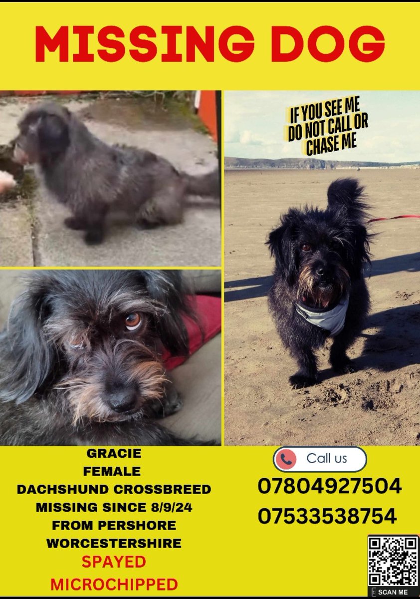 My baby dog Gracie has been missing 2 months today, I'm up at 4am to go sit in a forest &amp; hope my smell draws her in. 2 months &amp; not 1 confirmed sighting 💔