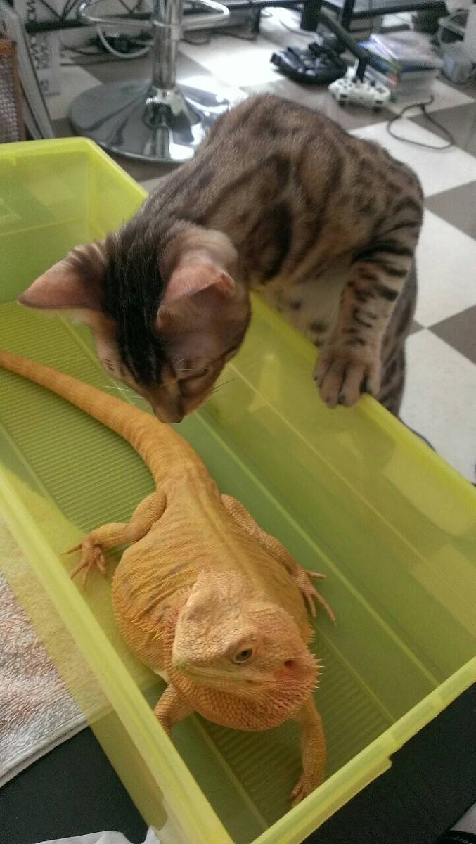 CatSytry's tweet image. 2014年11月3日は
我が家の長男シュトリのウチの子記念日。
あれから10年か、、、