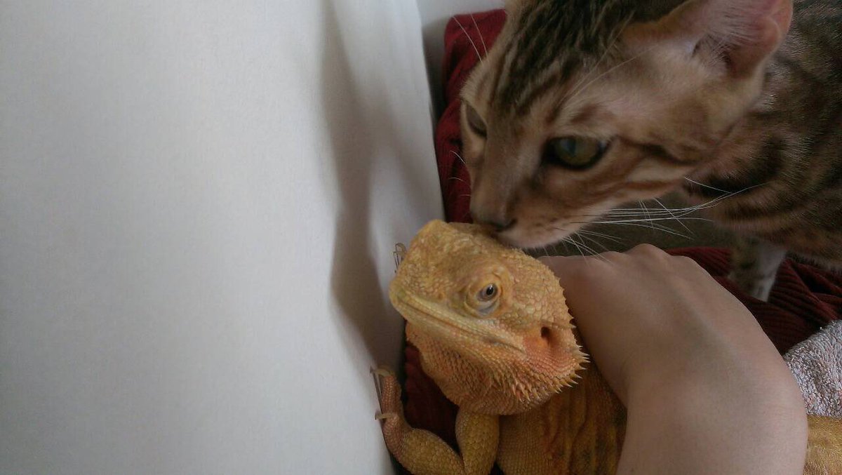 CatSytry's tweet image. 2014年11月3日は
我が家の長男シュトリのウチの子記念日。
あれから10年か、、、