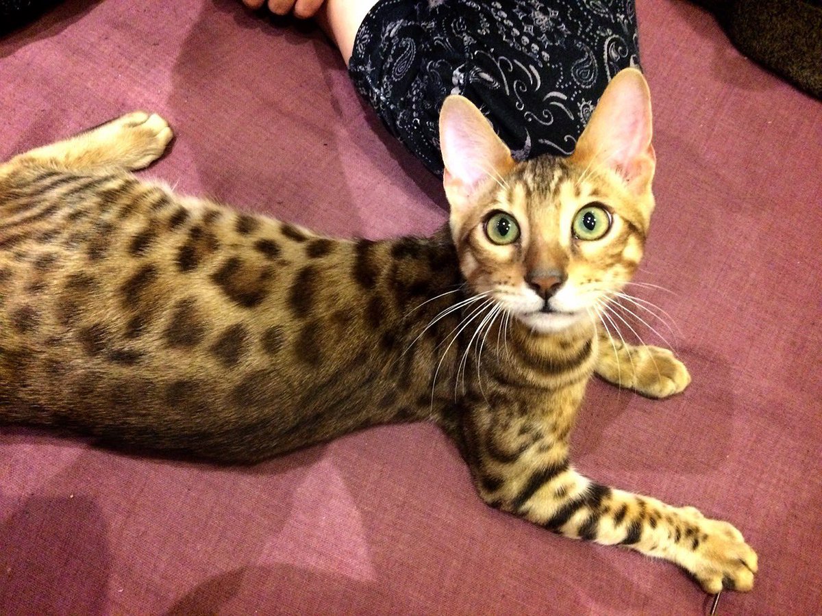 CatSytry's tweet image. 2014年11月3日は
我が家の長男シュトリのウチの子記念日。
あれから10年か、、、