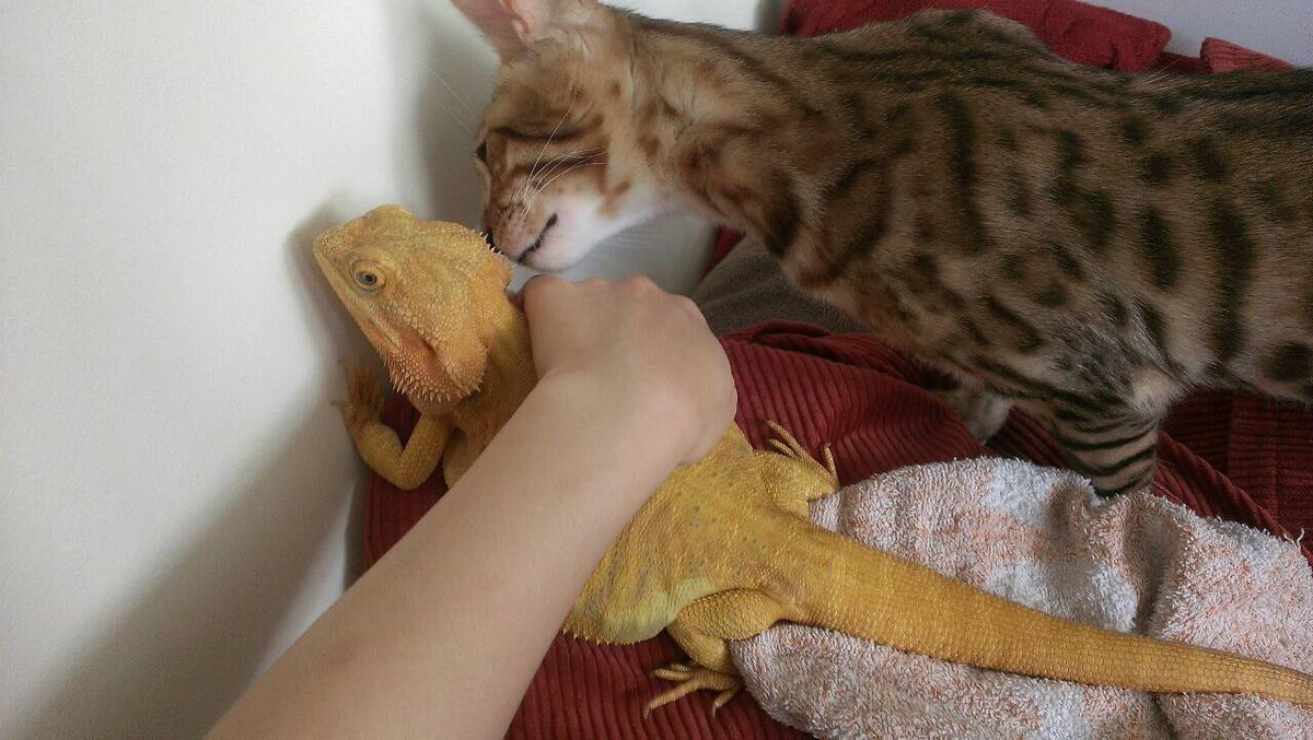 CatSytry's tweet image. 2014年11月3日は
我が家の長男シュトリのウチの子記念日。
あれから10年か、、、