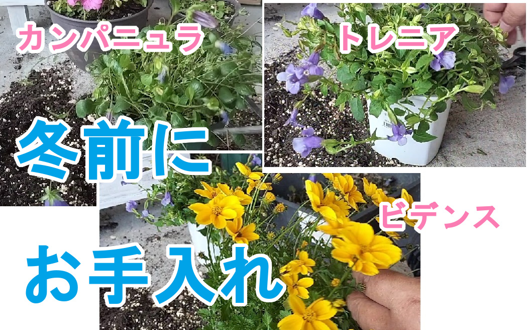 diycampfishing's tweet photo. 【ガーデニングDIY】冬前にカンパニュラマジェスティックブルー、トレニア、ビデンス(ウインターコスモス)お手入れ
https://t.co/x5SCKDPItq
#ガーデニング #gardening #園芸 #DIY #ガーデニングdiy #Bluewings #Wishboneflower #Bidens #Wintercosmos #campanula #Bellflower https://t.co/PbzCuobScA