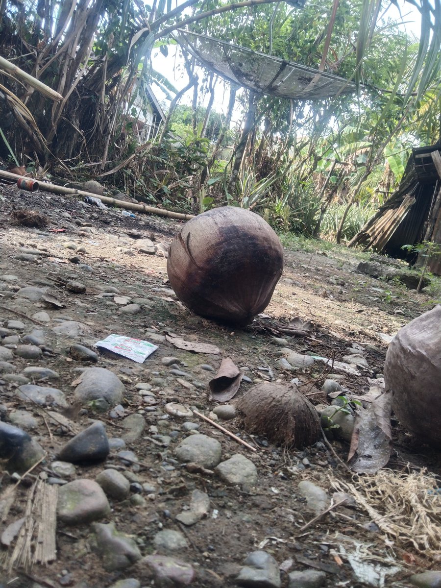 WSaptoyo's tweet photo. Old coconut https://t.co/EdM7Sn5RvA