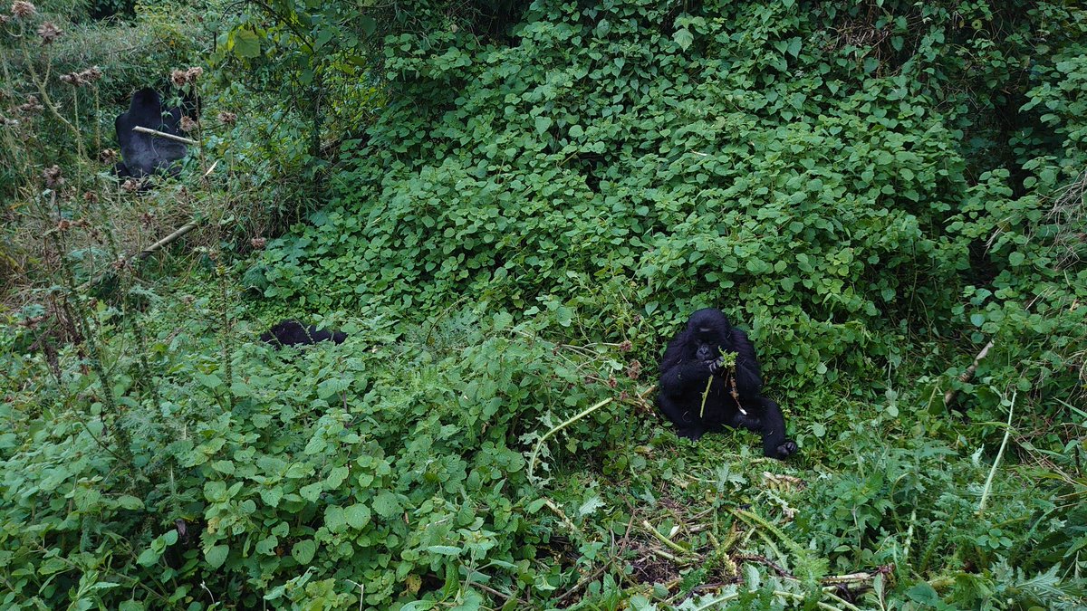 DestnRwanda's tweet photo. Se prรฉparant pour l'aventure d'une vie, partageant un moment magique avec les gorilles du VNP. Une expรฉrience que vous n'oublierez jamais.
#DestinationRwanda #rwanda #visitrwanda #rwandaupdates #GorillaTrekking #VolcanoesNationalPark #Wildlife #Conservation #Travel #Adventure https://t.co/gQjc2BSPtw