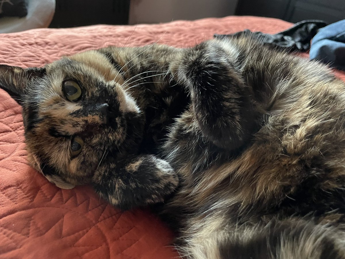 Rachel J. Peters tweet media