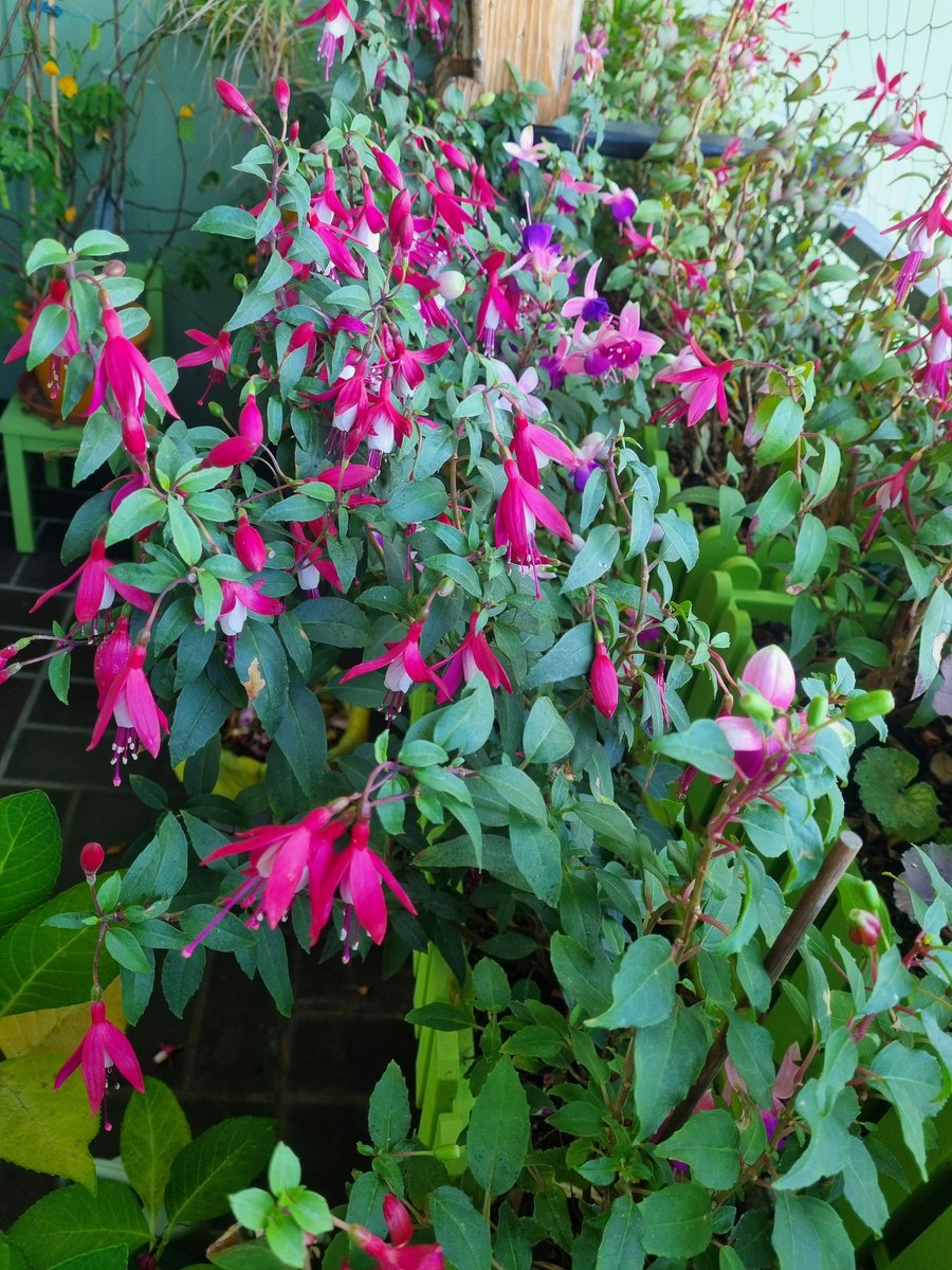 Lady_Jean25's tweet photo. Sunshine 🌞 at 9 degrees..I wish you all a wonderful #AutumnSunday 🍁🍂🍁..Impressions from my balcony 🩷🌸🩷..it's blooming so beautifully...Still...and that in November 👍😀 https://t.co/8EpnOUJclc