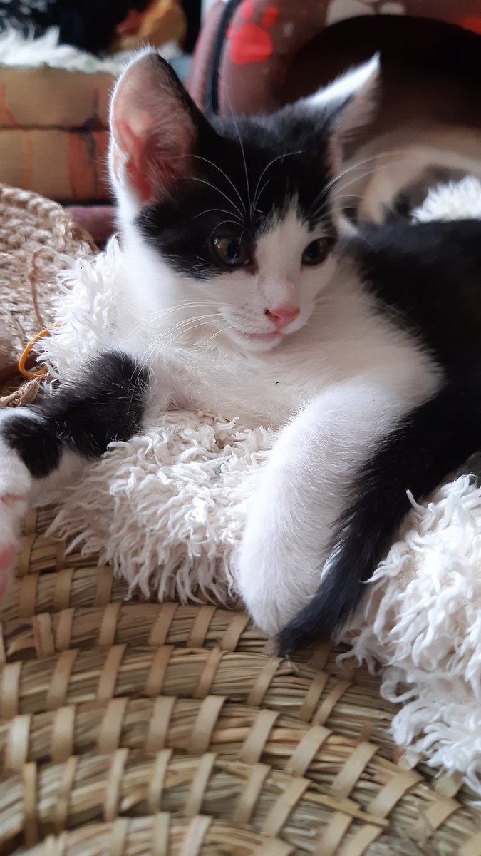 Dasha94954608's tweet photo. Neo 🐱 už vyhlíží své nové pánešky 😻
#CatForAdopt https://t.co/iWM5rfvq5C